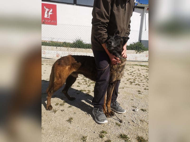 Tito, ehemaliger Polizeihund sucht Happyend