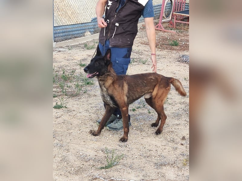 Tito, ehemaliger Polizeihund sucht Happyend