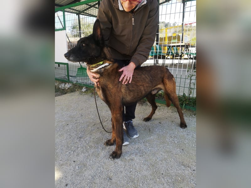 Tito, ehemaliger Polizeihund sucht Happyend