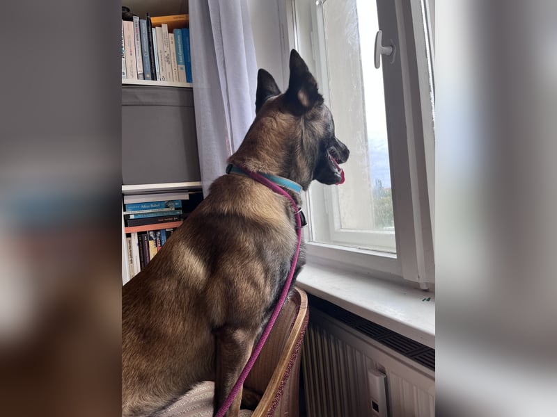 Malinois