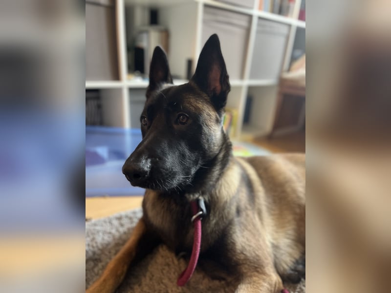 Malinois