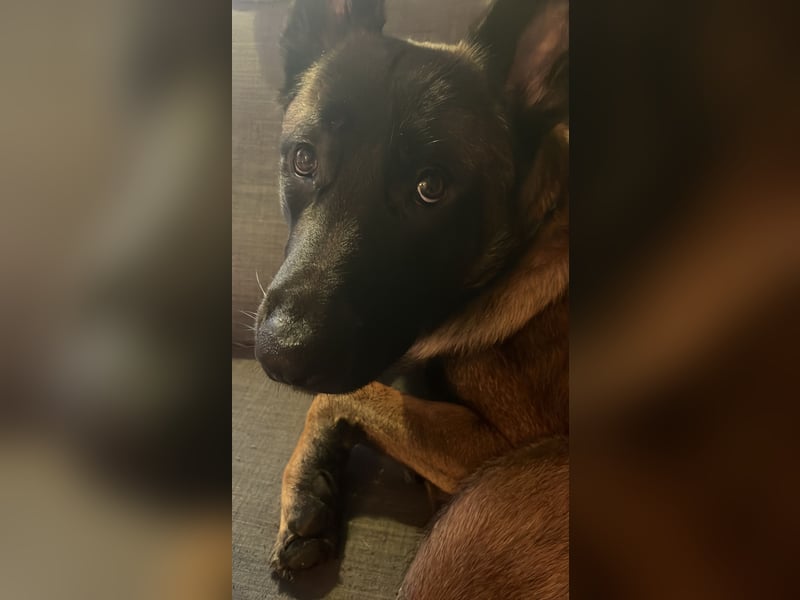 Malinois