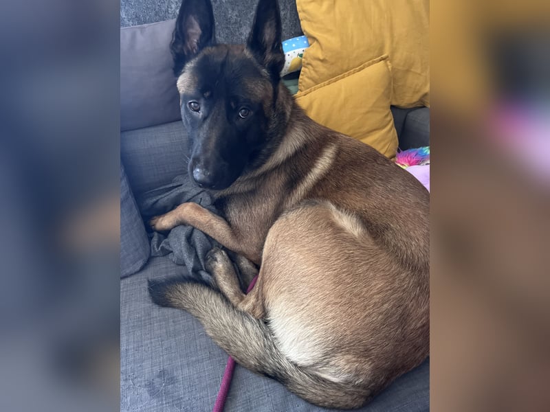 Malinois