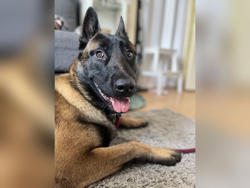 Malinois