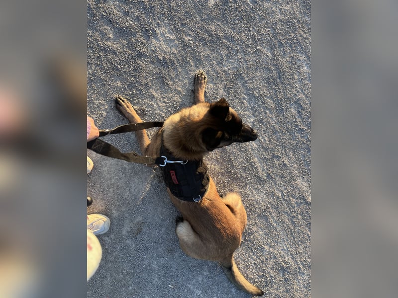 Malinois