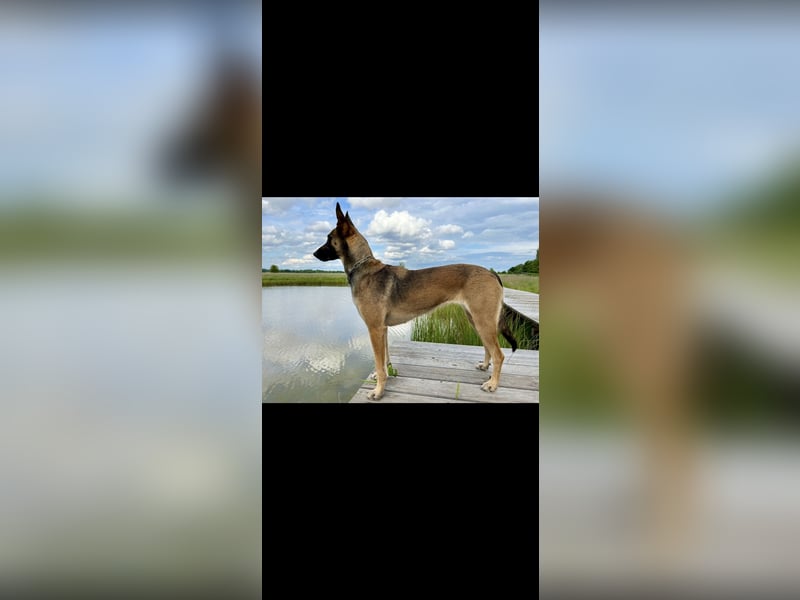 Malinois X-Herder