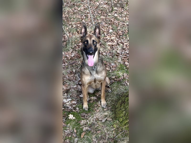 Malinois X-Herder