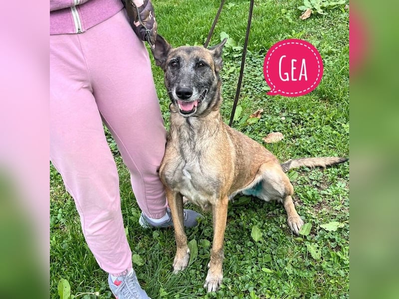 Gea noch fit wie ein Turnschuh