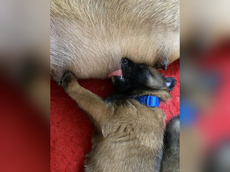 Belgischer Schäferhund Malinois