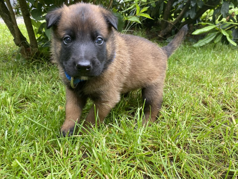 Belgischer Schäferhund Malinois
