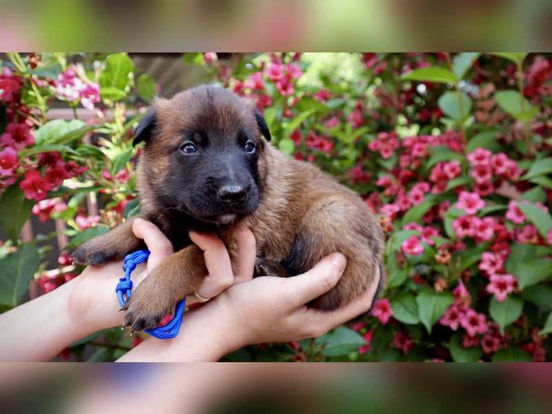 Belgischer Schäferhund Malinois