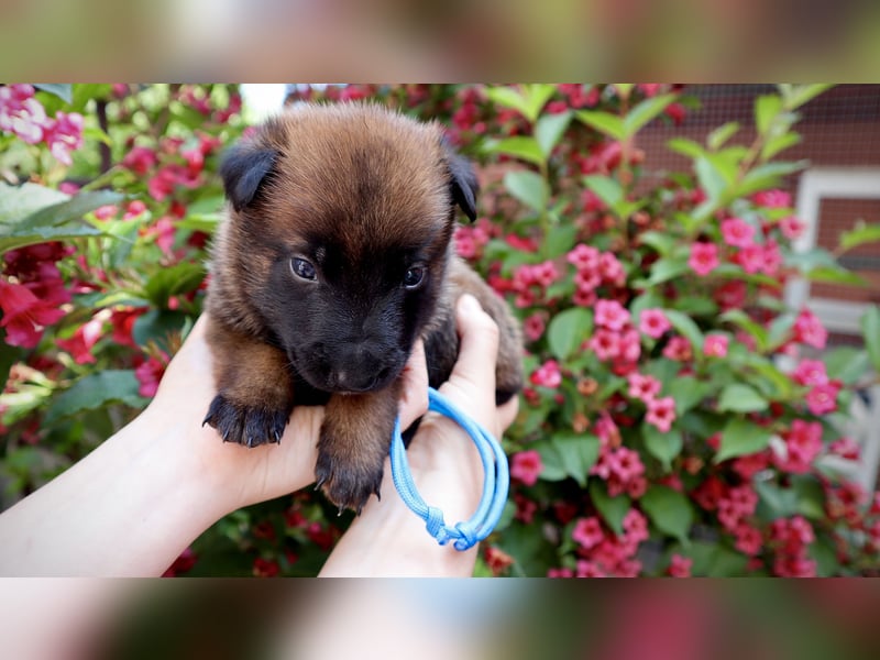 Belgischer Schäferhund Malinois