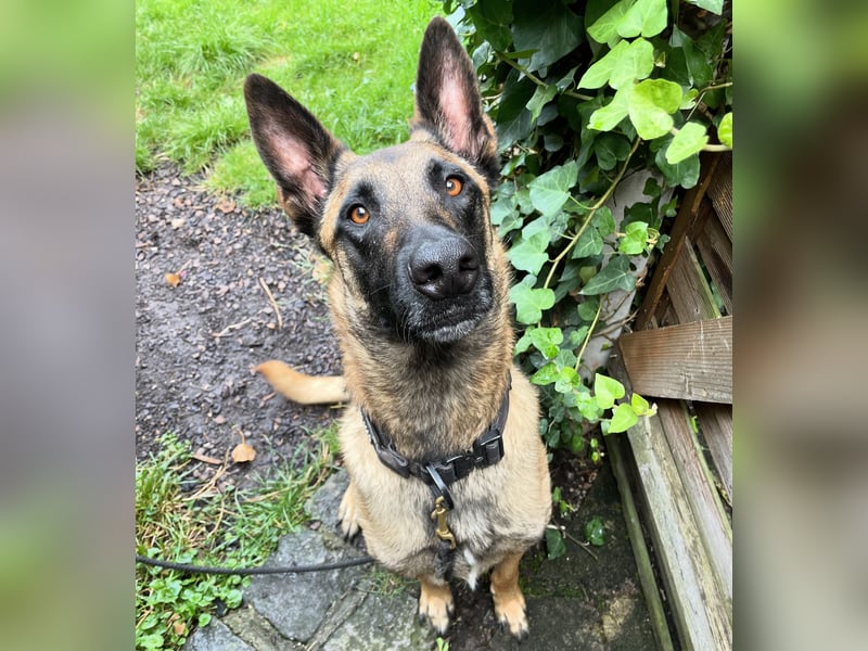Malinois 