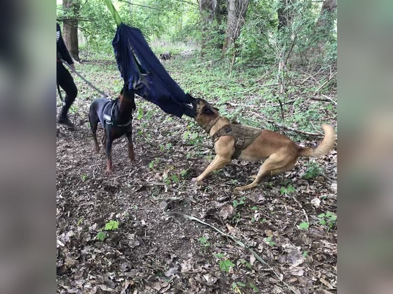 Malinois belgischer Schäferhund Deckrüde mit Erfahrung