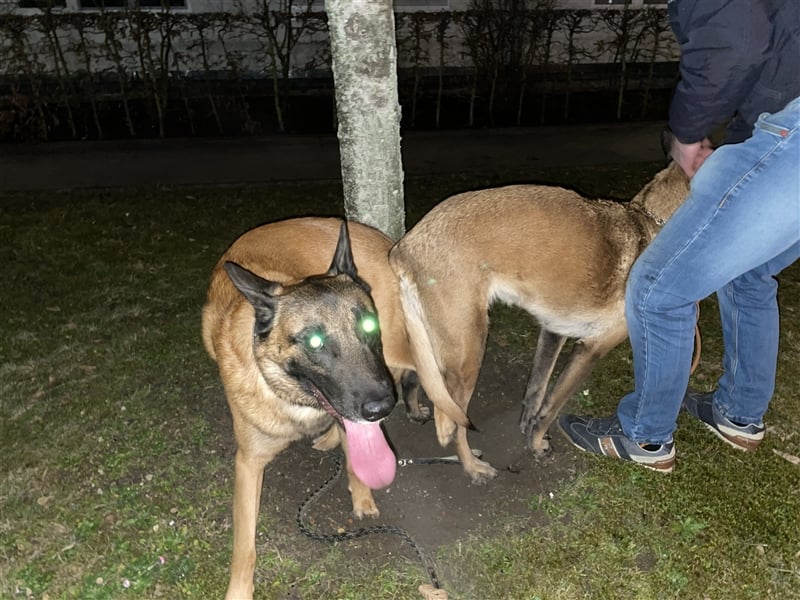 Malinois belgischer Schäferhund Deckrüde mit Erfahrung