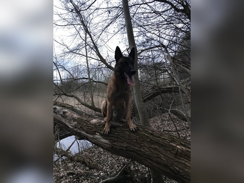 Malinois belgischer Schäferhund Deckrüde mit Erfahrung