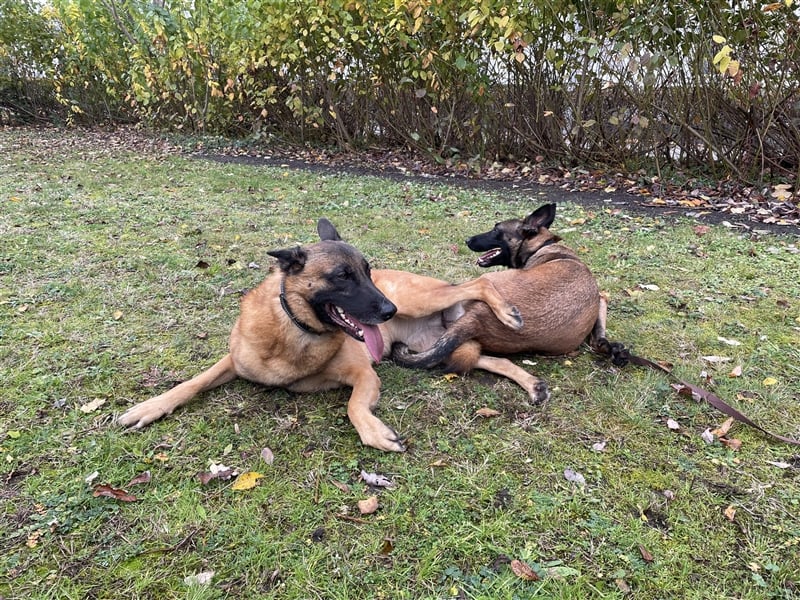 Malinois belgischer Schäferhund Deckrüde mit Erfahrung