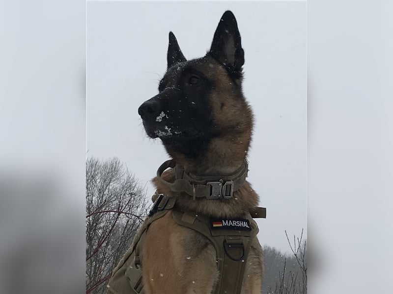 Malinois belgischer Schäferhund Deckrüde mit Erfahrung
