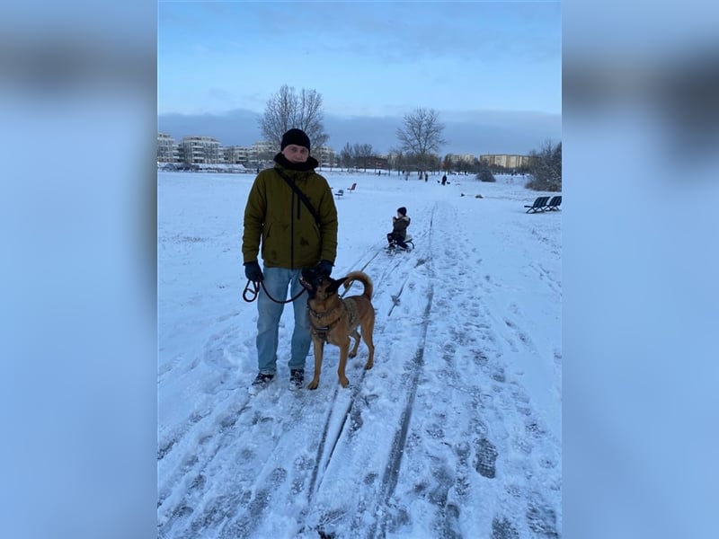Malinois belgischer Schäferhund Deckrüde mit Erfahrung