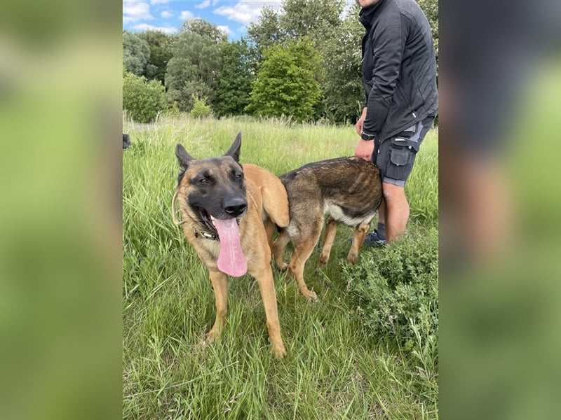 Malinois belgischer Schäferhund Deckrüde mit Erfahrung