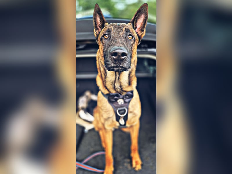 Malinois Deckrüde