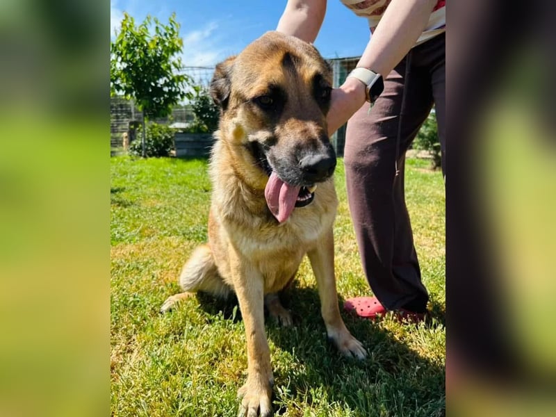 Teddy Tierschutzhund sucht ein Zuhause