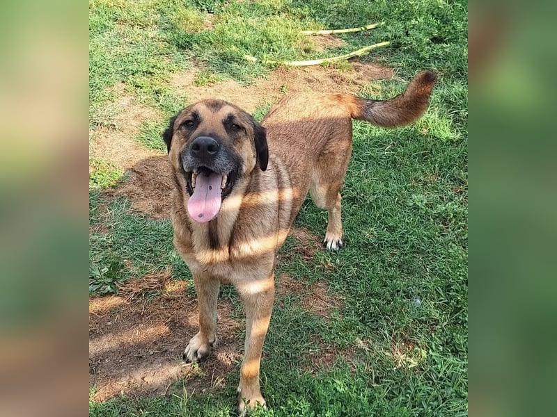 Teddy Tierschutzhund sucht ein Zuhause