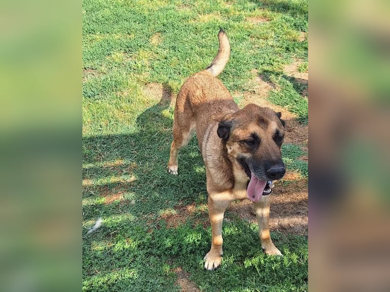Teddy Tierschutzhund sucht ein Zuhause