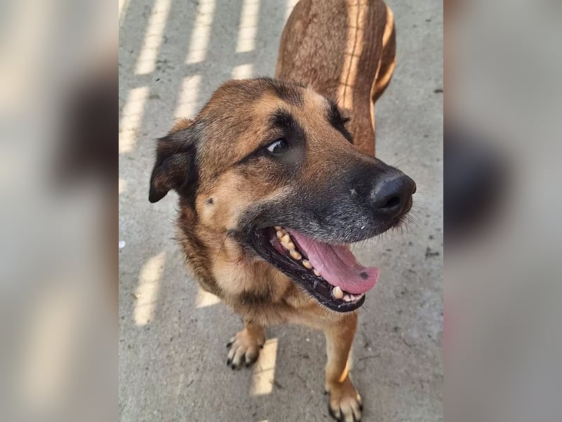 Teddy Tierschutzhund sucht ein Zuhause