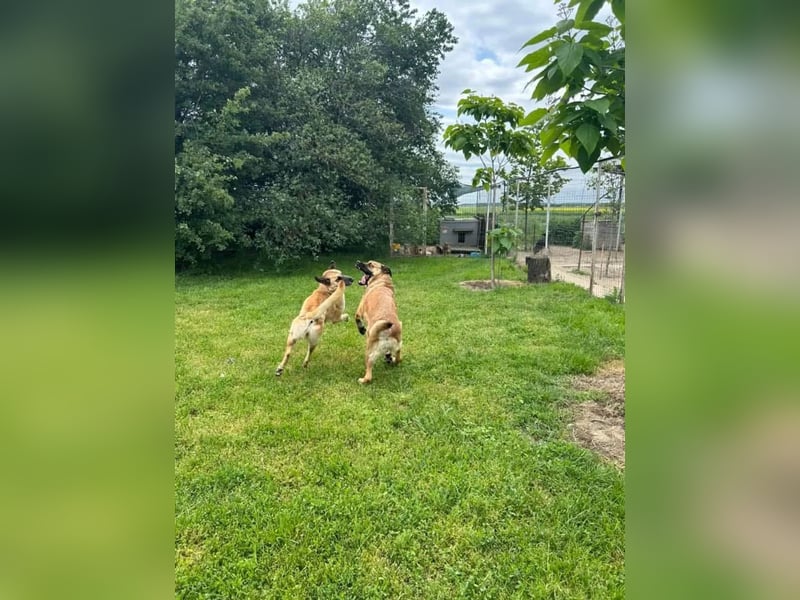Teddy Tierschutzhund sucht ein Zuhause