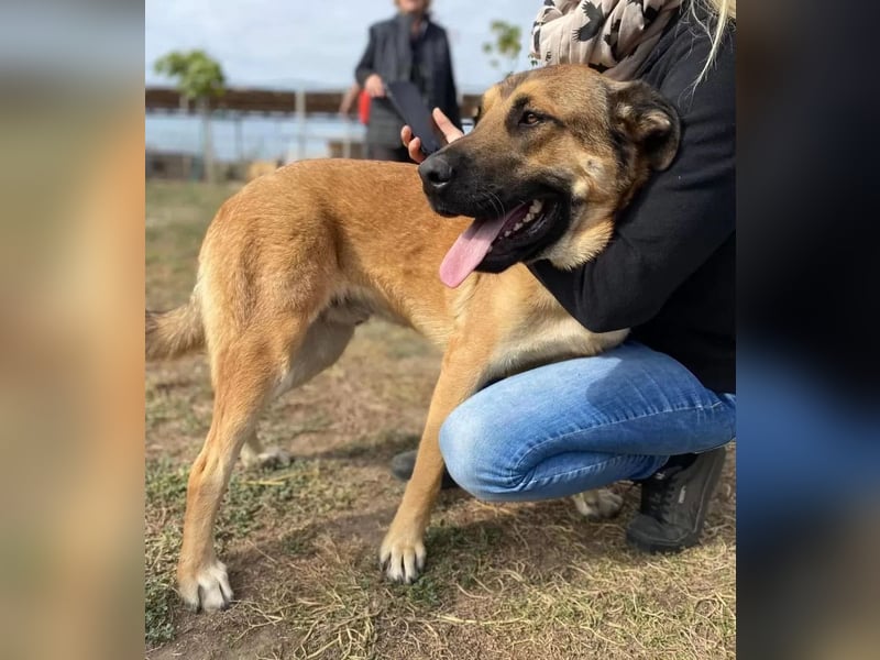 Teddy Tierschutzhund sucht ein Zuhause