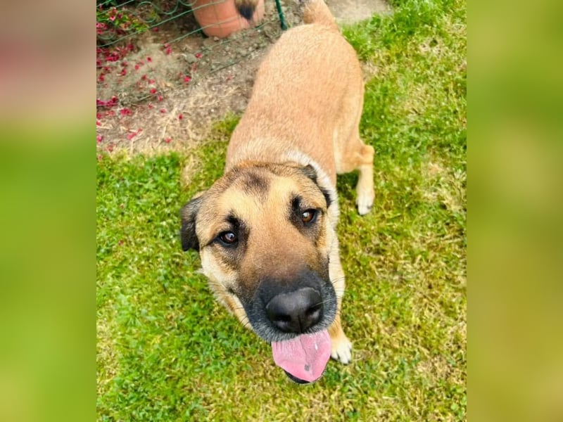 Teddy Tierschutzhund sucht ein Zuhause