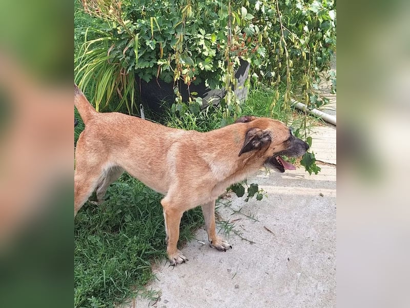 Teddy Tierschutzhund sucht ein Zuhause