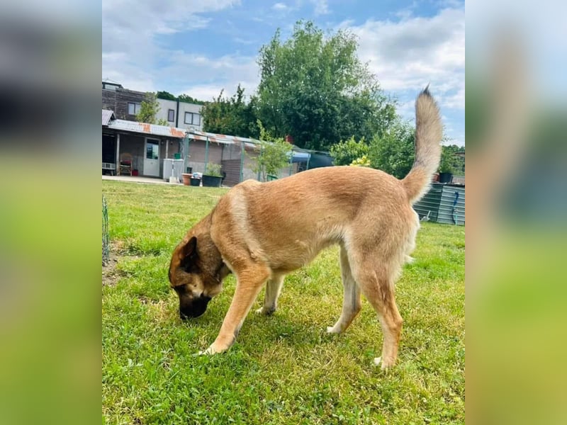 Teddy Tierschutzhund sucht ein Zuhause
