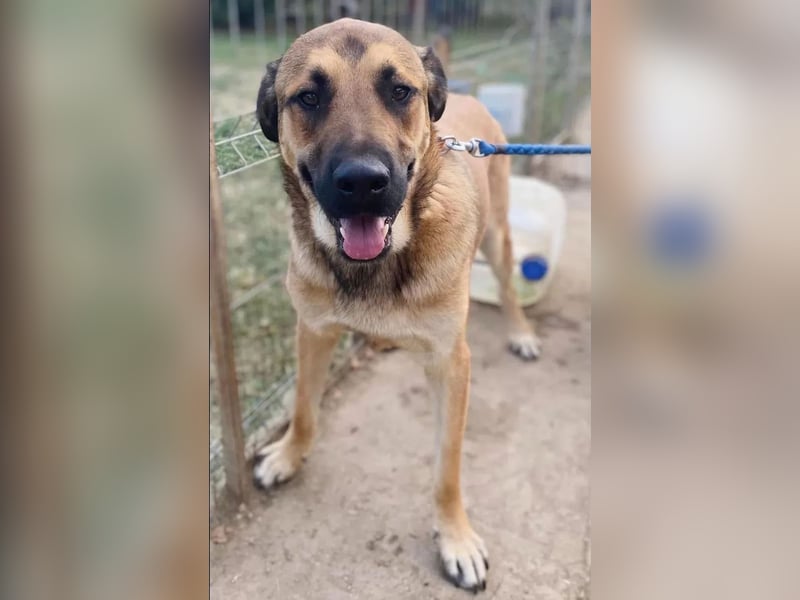 Teddy Tierschutzhund sucht ein Zuhause