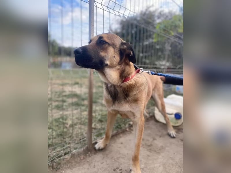 Teddy Tierschutzhund sucht ein Zuhause