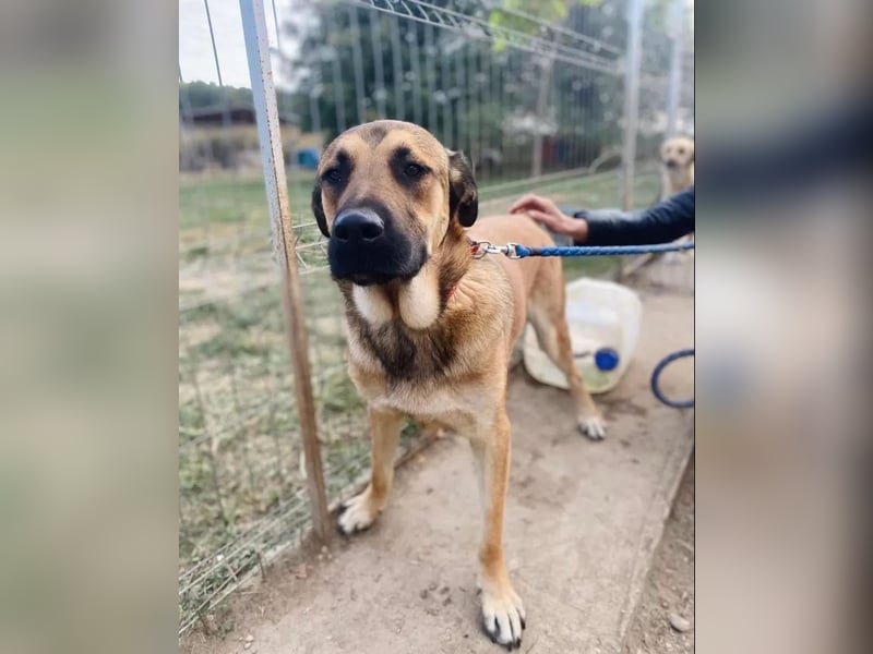 Teddy Tierschutzhund sucht ein Zuhause