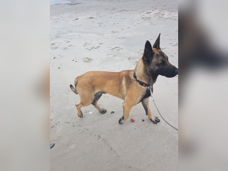Belgischer Schäferhund Malinois abzugeben wegen Krankheit