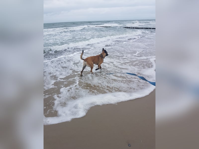 Belgischer Schäferhund Malinois abzugeben wegen Krankheit