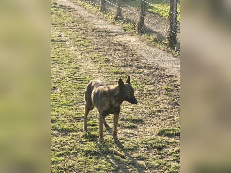 Belgische Schäfer Aiko - trainiert