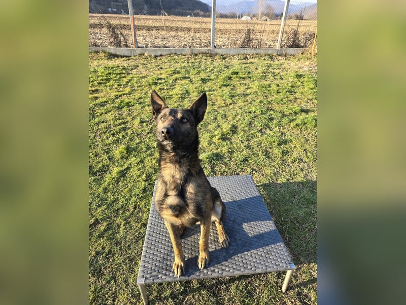 Belgische Schäfer Aiko - trainiert