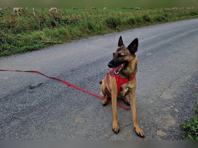 Kiara sucht ein neues Zuhause (Vermittlungshilfe)