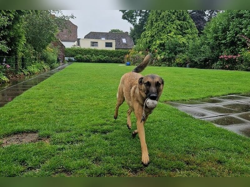 Kiara sucht ein neues Zuhause (Vermittlungshilfe)