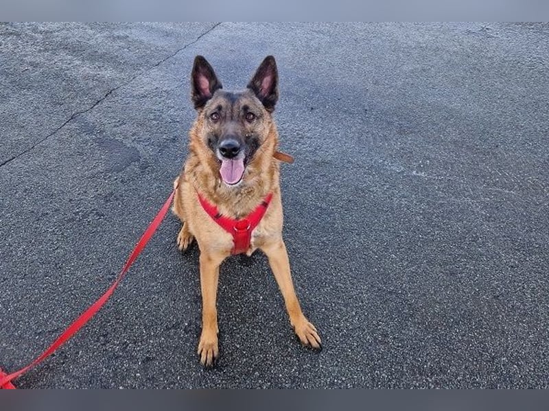 Kiara sucht ein neues Zuhause (Vermittlungshilfe)