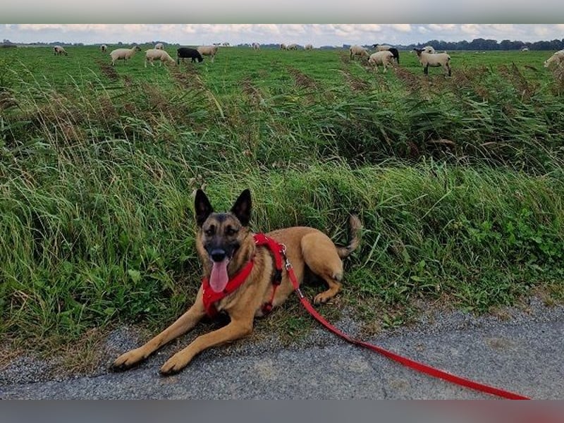 Kiara sucht ein neues Zuhause (Vermittlungshilfe)