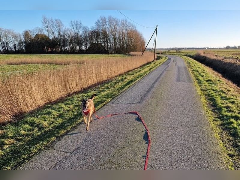 Kiara sucht ein neues Zuhause (Vermittlungshilfe)