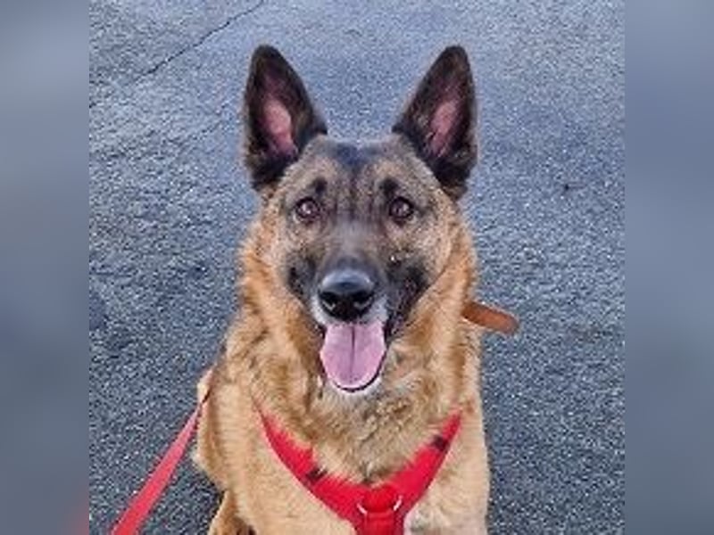 Kiara sucht ein neues Zuhause (Vermittlungshilfe)