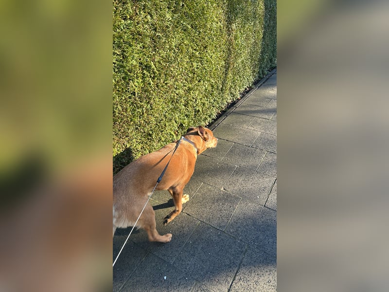 Malinois mischling sucht neues zuhause