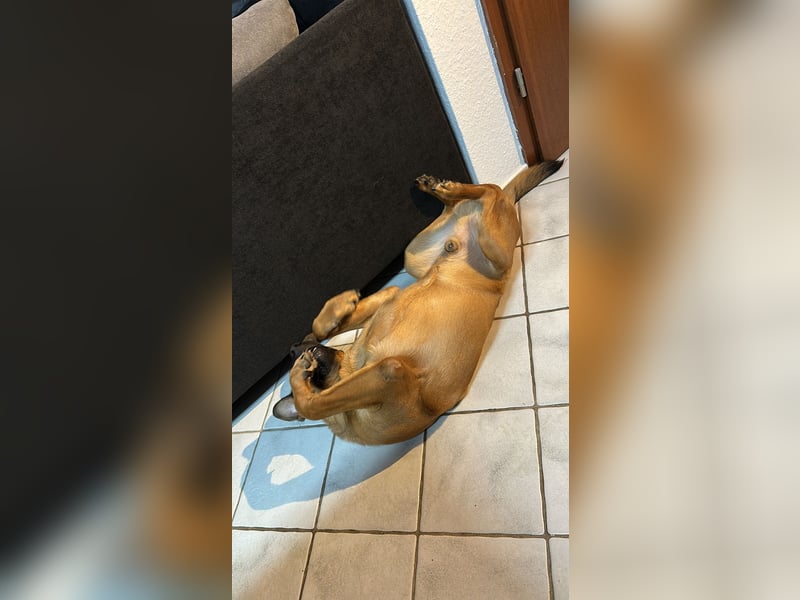 Malinois mischling sucht neues zuhause