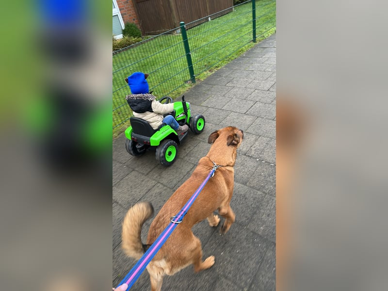Malinois mischling sucht neues zuhause